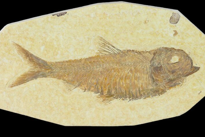 Detailed Fossil Fish (Knightia) - Wyoming #137964